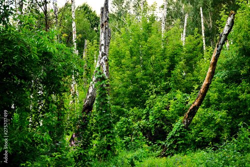 Broken birch trees in the forest