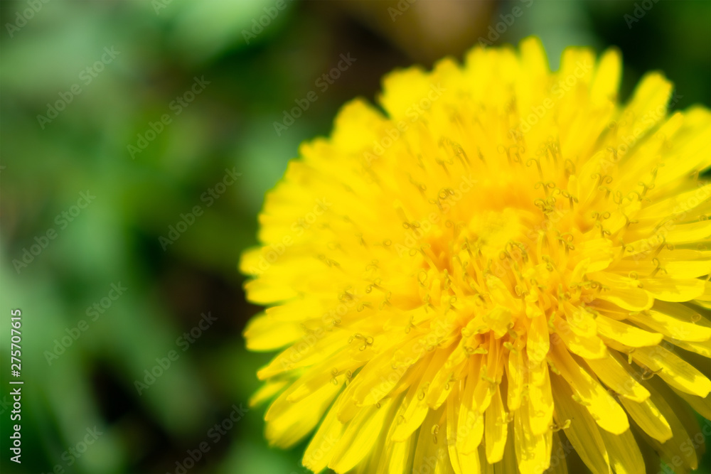 Close up bright yellow dandellion flower in green grass Close up bright yellow dandellion flower in green grass