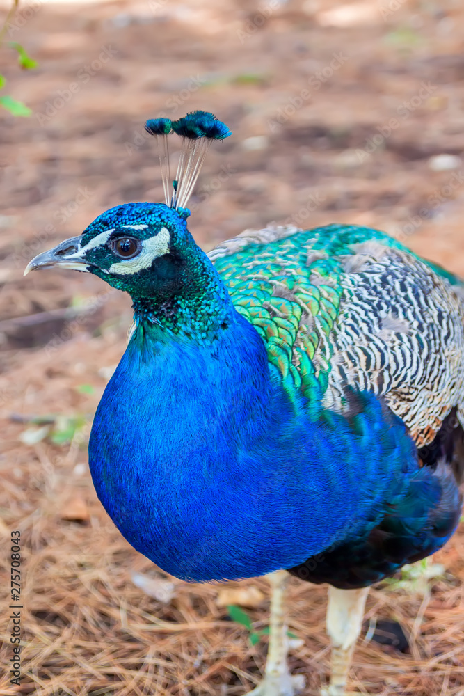 Fototapeta premium Peacock close up. Colorful Bird