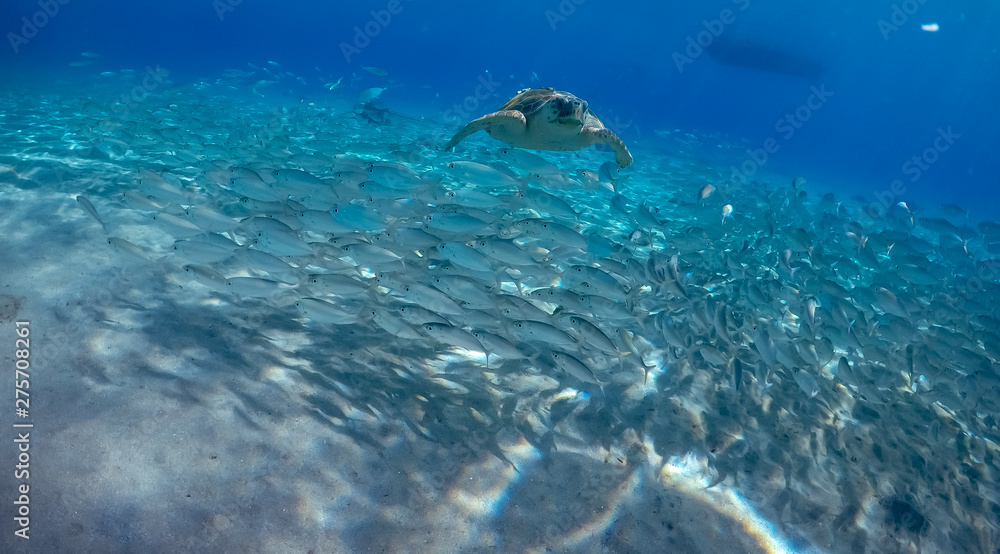 Fototapeta premium Underwater Views around the Caribbean island of Curacao