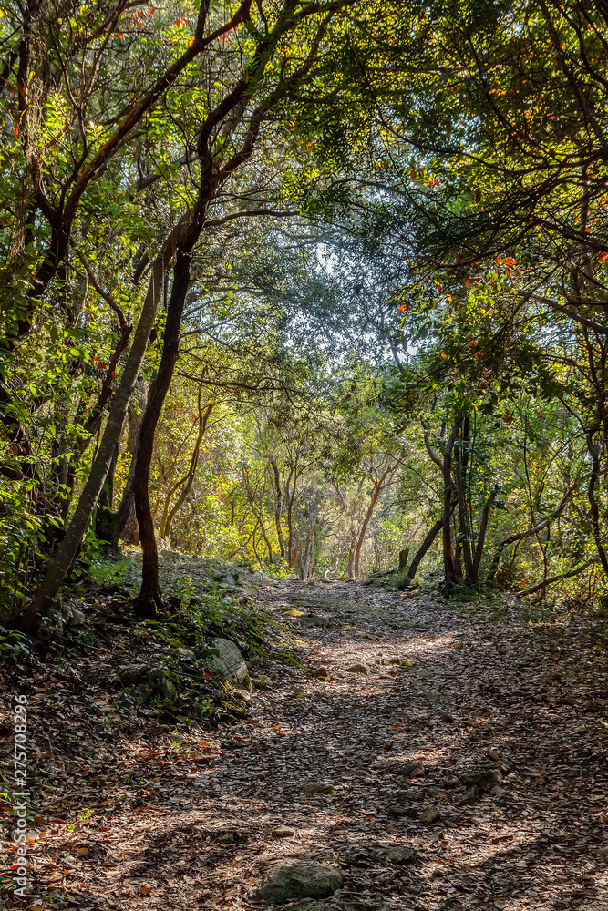 Fototapeta premium Path in forest near sea