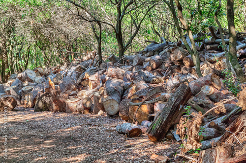 A large pile of firewood