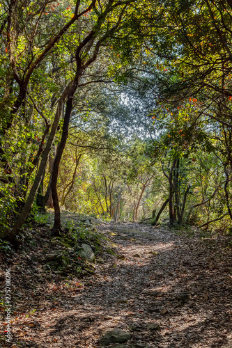 Path in forest near sea