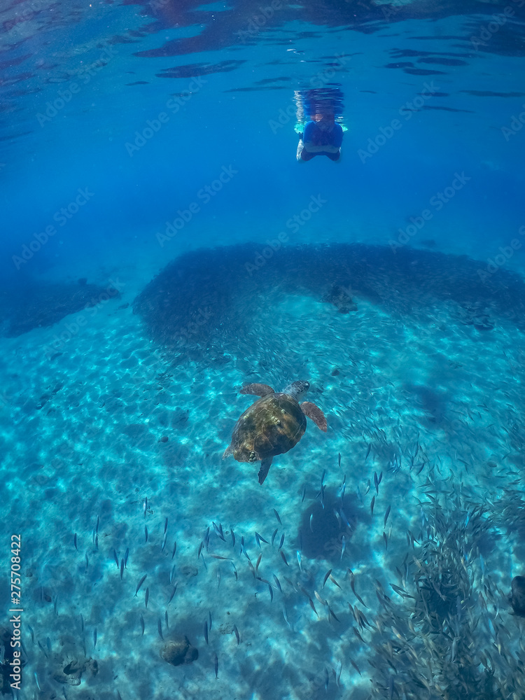 Fototapeta premium Podwodne widoki wokół karaibskiej wyspy Curacao