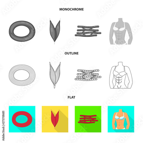 Vector design of fiber and muscular sign. Set of fiber and body vector icon for stock.