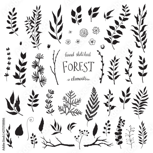 Vector Big Set hand drawn leaves - herbs and leaf.