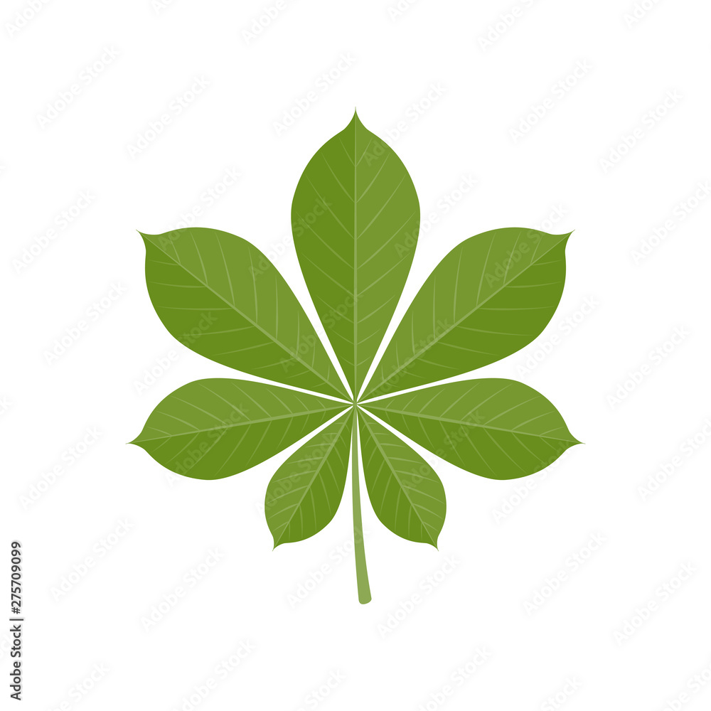 Obraz premium Green vector chestnut leaf in flat style