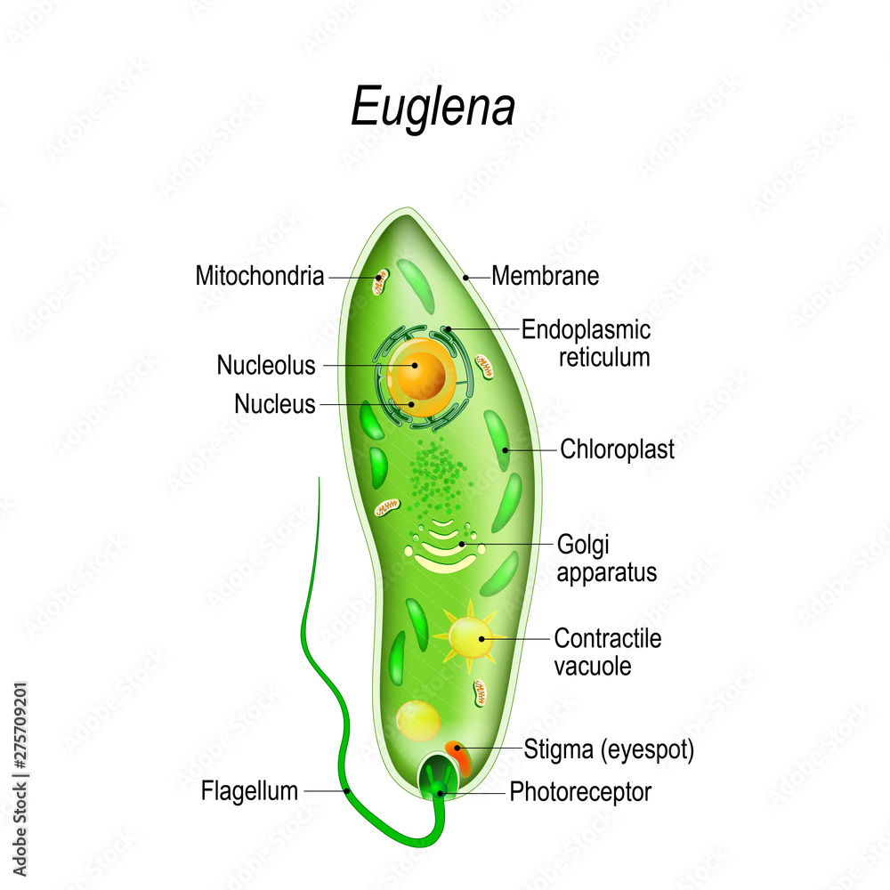 Anatomy of euglena Stock Vector Adobe Stock