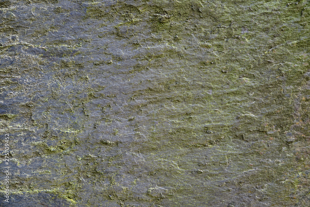 Obraz premium Abstract Rustic aged grey slate wall covered with green moss. Single piece with wavy relief, and line patterns