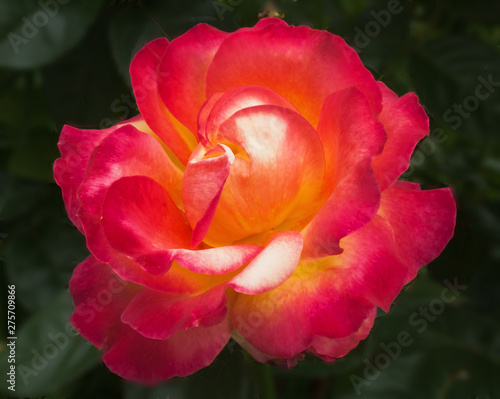 Blossoming flower of red velvety rose