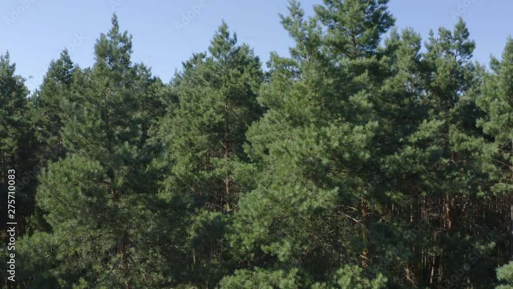 Top View On Trees In The Forest Top View On Trees In The Forest