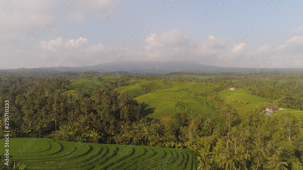 rice terrace and agricultural land with crops. aerial view farmland with rice fields agricultural crops in countryside Indonesia,Bali
