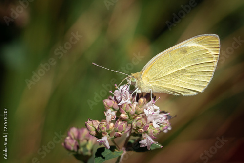 Schmetterling im Wind