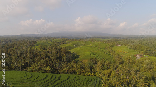 rice terrace and agricultural land with crops. aerial view farmland with rice fields agricultural crops in countryside Indonesia,Bali © Alex Traveler