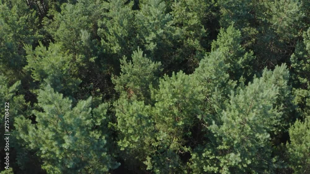 Top View On Trees In The Forest Top View On Trees In The Forest