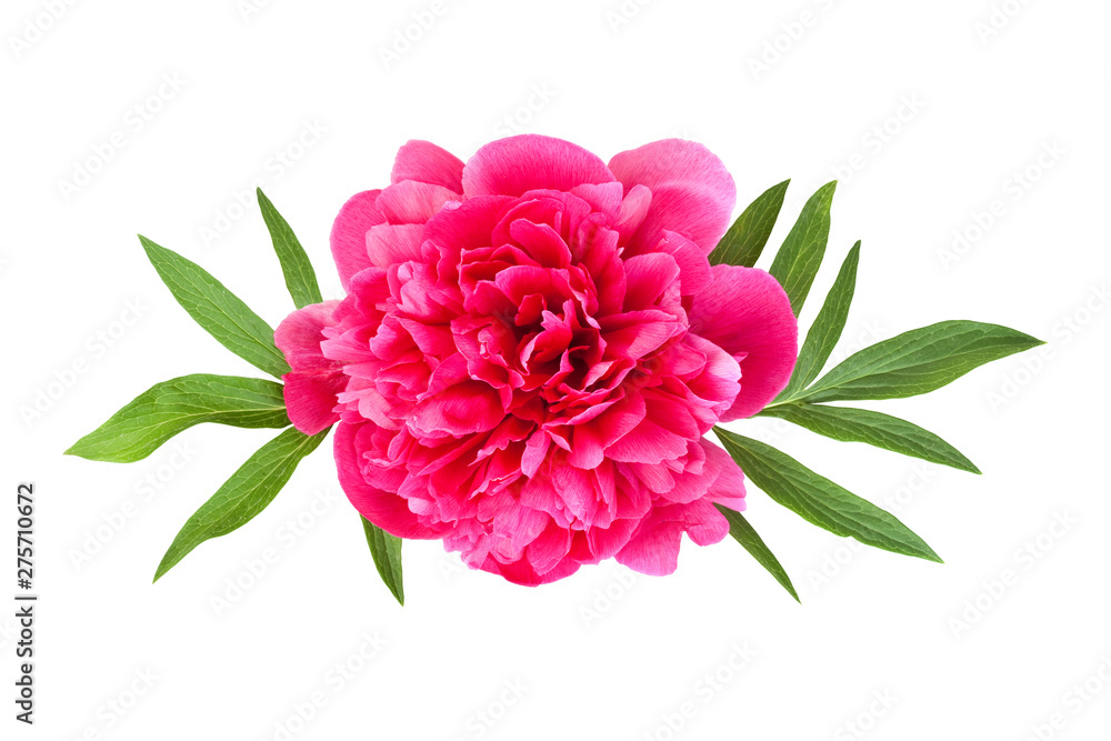 Pink peony with leaves