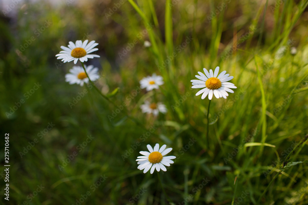 Meadow with green grass and white daisy flowers.Selective focus, blurred background Meadow with green grass and white daisy flowers.Selective focus, blurred background