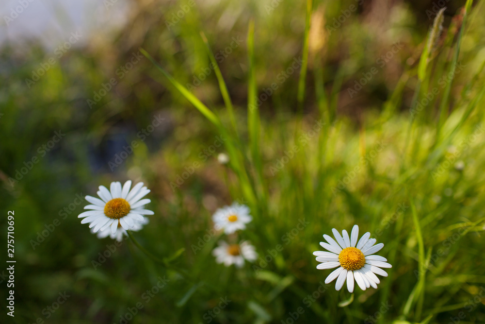 Meadow with green grass and white daisy flowers.Selective focus, blurred background Meadow with green grass and white daisy flowers.Selective focus, blurred background