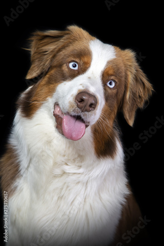 Tableau sur toile Portrait of a brown and white australian shepherd dog on a black background