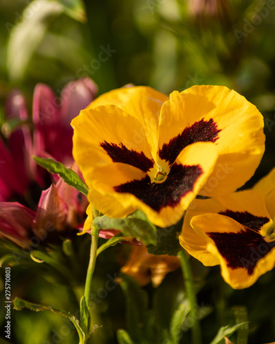 yellow pansies