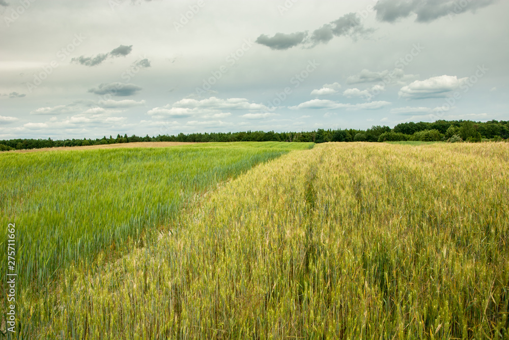 View of fields, horizon and gray clouds