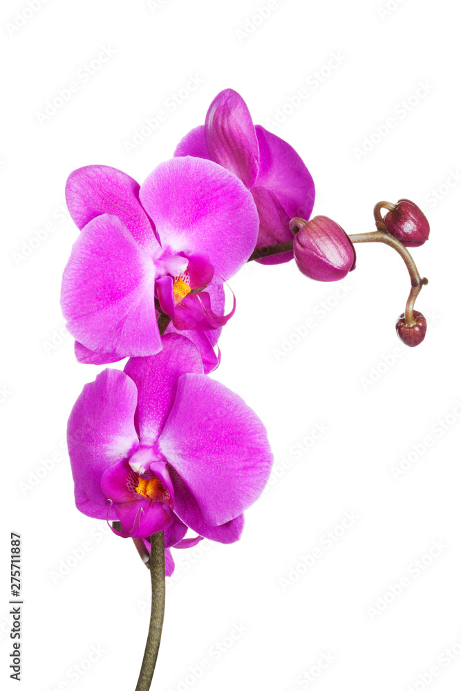 Little orchid Little orchid