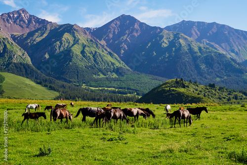 A colorful view of a herd of horses peacefully grazing. Shining landscape. Absolutely perfect picture. Sunny meadow, horses lit by the evening sun.