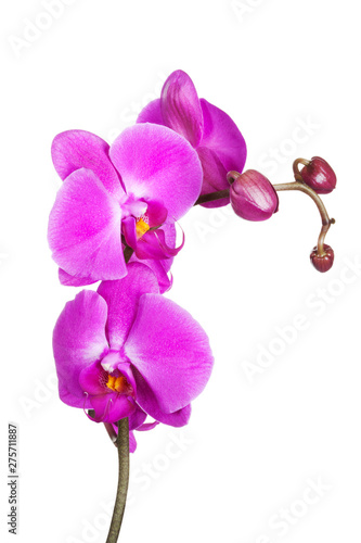 Little orchid