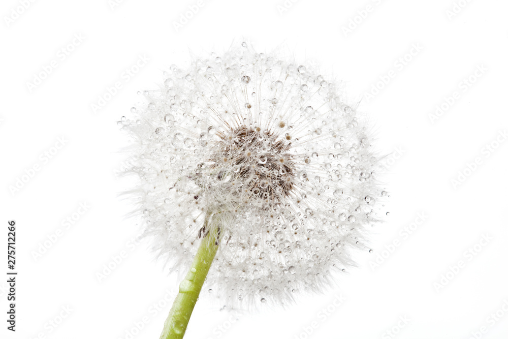 Dandelion with drops