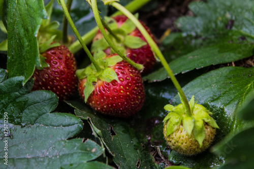 Ripe red strawberries in the garden close-up