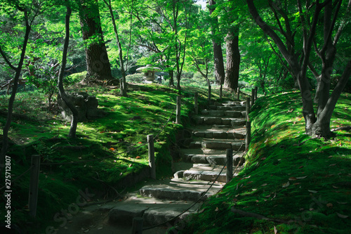 Green morning in Japan