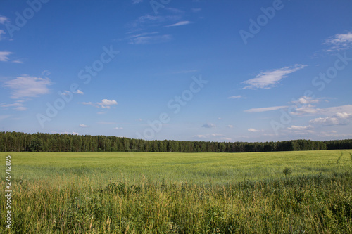 Beautiful summer landscape field with green grass and trees against clear blue sky