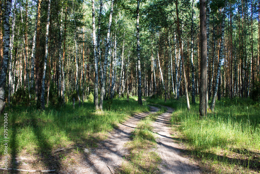 Summer landscape in a pine forest Summer landscape in a pine forest