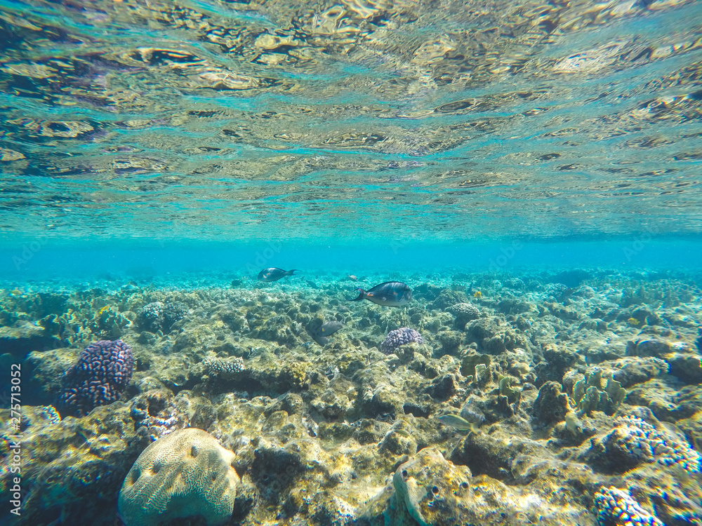 Fototapeta premium Coral reef in Red sea. Underwater life in Egypt. Small fishes and corals in blue sea. Memory card from vacation. Close up pictures of underwater beauty.