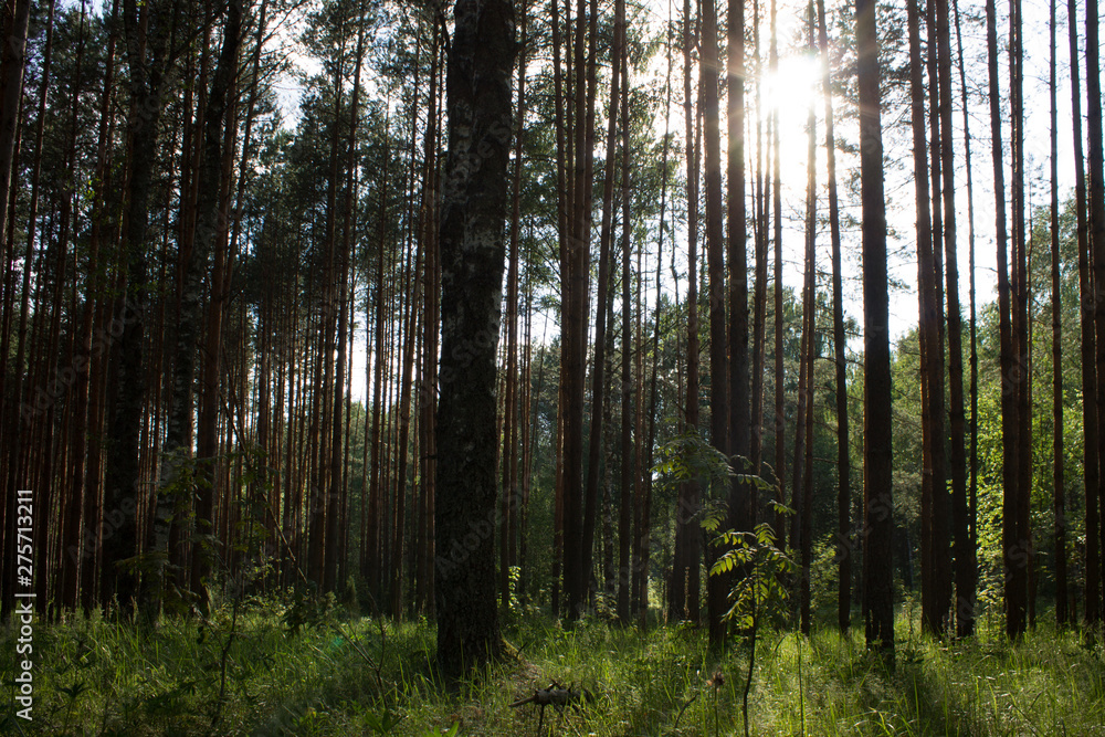 Summer landscape in a pine forest