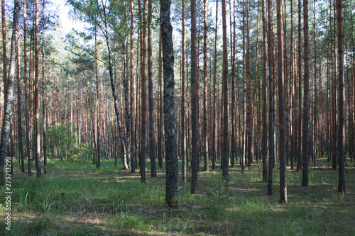 Summer landscape in a pine forest