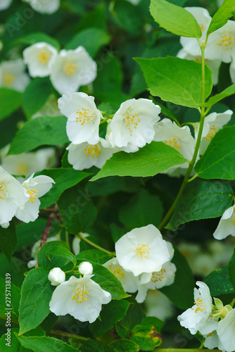 bosquet de fleurs blanches de seringa, Philadelphus coronarius photo