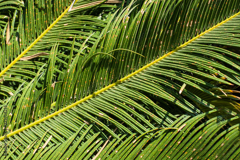 Obraz premium Lines and textures of Green Palm leaves, closeup.