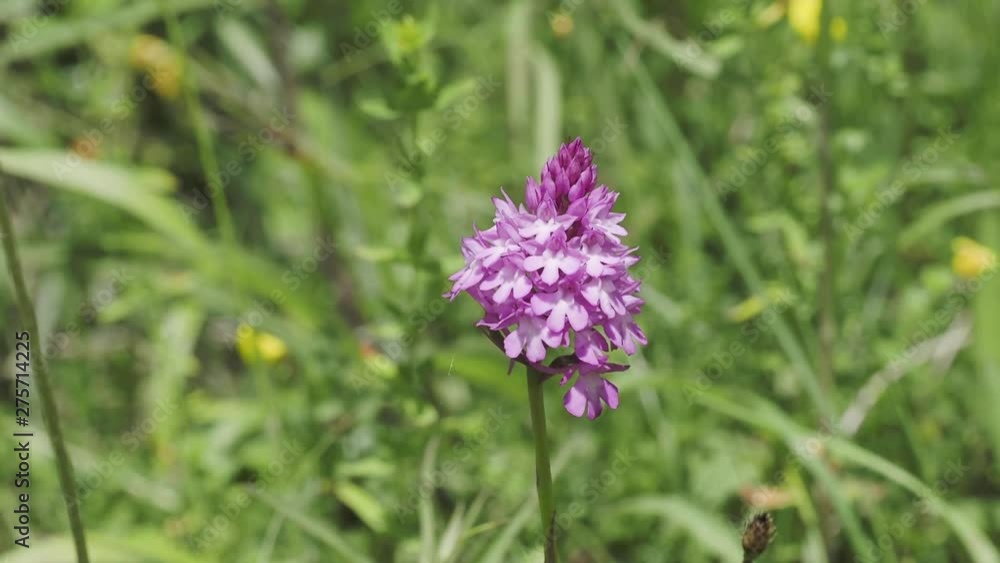 Pyramidal orchid ( Anacamptis pyramidalis ) in a meadow Pyramidal orchid ( Anacamptis pyramidalis ) in a meadow
