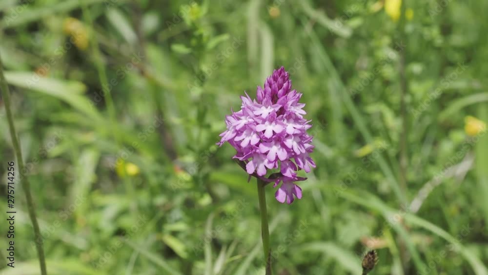 Pyramidal orchid ( Anacamptis pyramidalis ) in a meadow Pyramidal orchid ( Anacamptis pyramidalis ) in a meadow