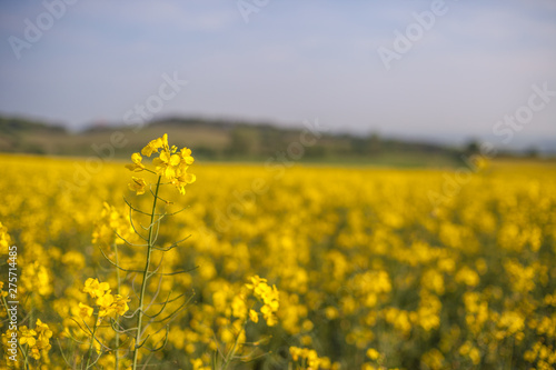 Rapsfeld in voller Blüte