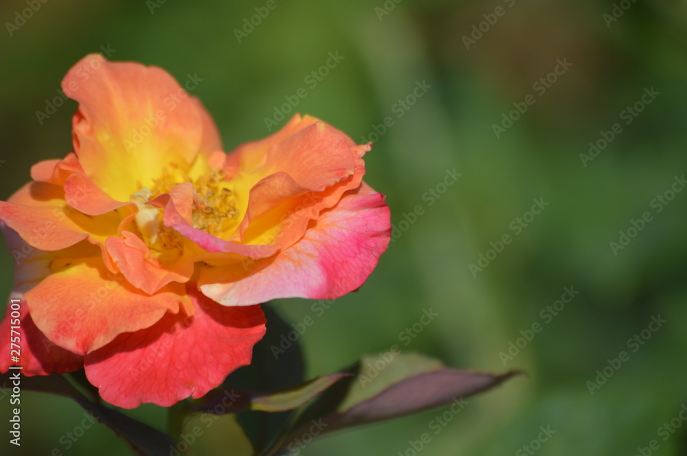 Naklejka premium Thomasville rose garden 0255