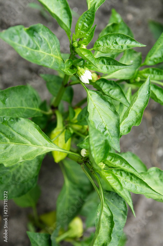 Wallpaper Mural Yellow sweet pepper - grows in the garden Torontodigital.ca