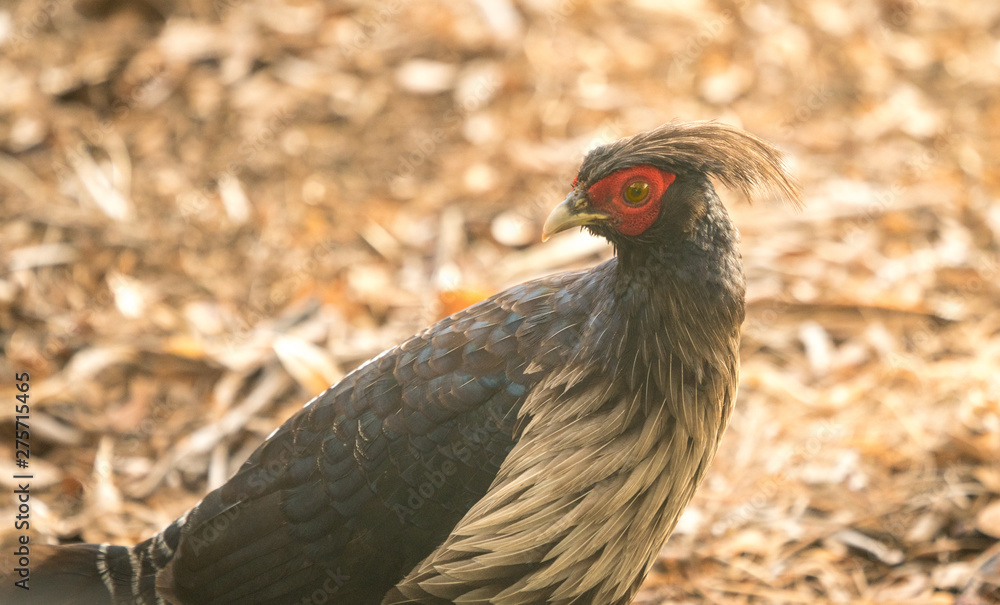 Lophura leucomelanos or Hawaiian Pheasant , commonly called a Kalij Pheasant . Lophura leucomelanos or Hawaiian Pheasant , commonly called a Kalij Pheasant .