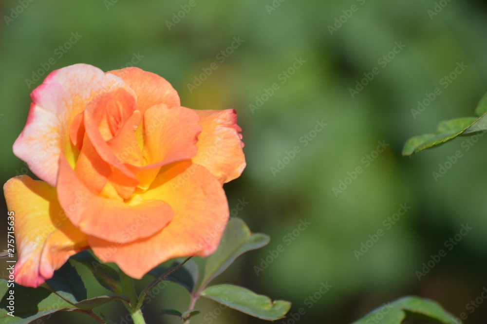 Thomasville rose garden 0258 Thomasville rose garden 0258