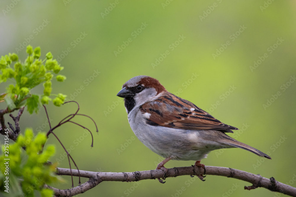 The male house sparrow sits on a maple spring branch. The male house sparrow sits on a maple spring branch.