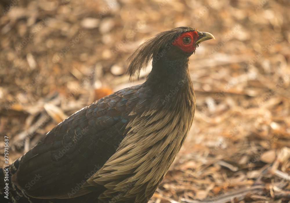 Lophura leucomelanos or Hawaiian Pheasant , commonly called a Hawaiian Pheasant Lophura leucomelanos or Hawaiian Pheasant , commonly called a Hawaiian Pheasant