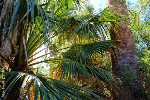Juvenile specimens known to taxonomy as Washingtonia Filifera and commonly as California Fan Palm  witness at Oasis Of Mara in Joshua Tree National Park.