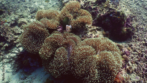 Clown anemonefish on coral reef, tropical fish. underwater world diving and snorkeling on coral reef. Hard and soft corals underwater landscape