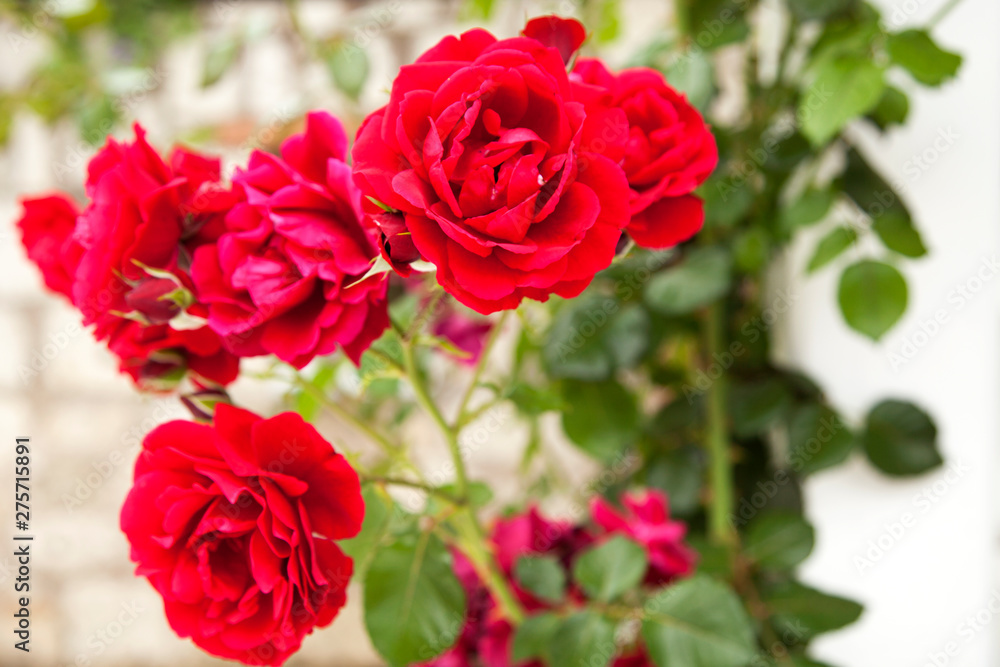 Red rose flower. Background. Red rose flower. Background.